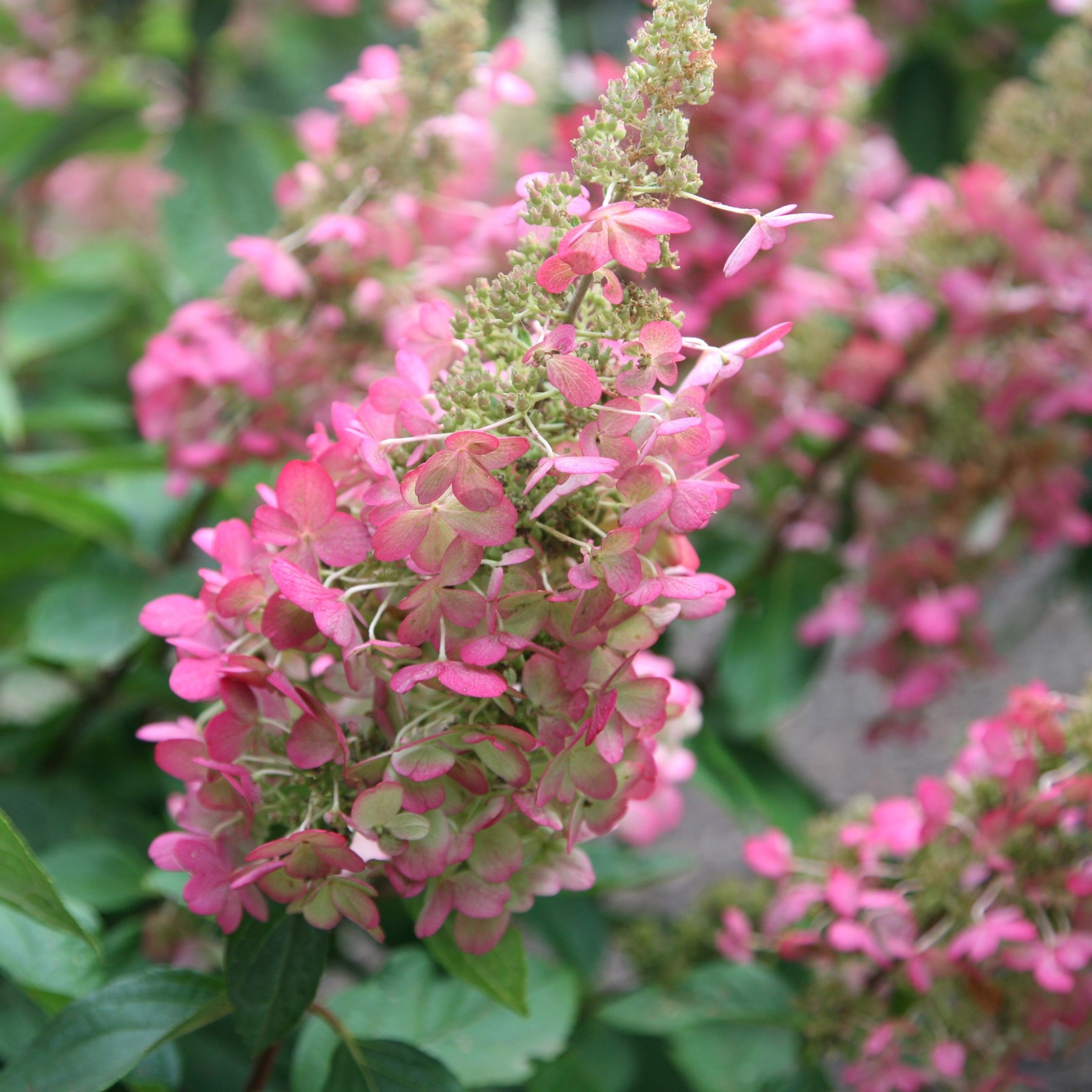 Hydrangea Paniculata Pinky-Winky