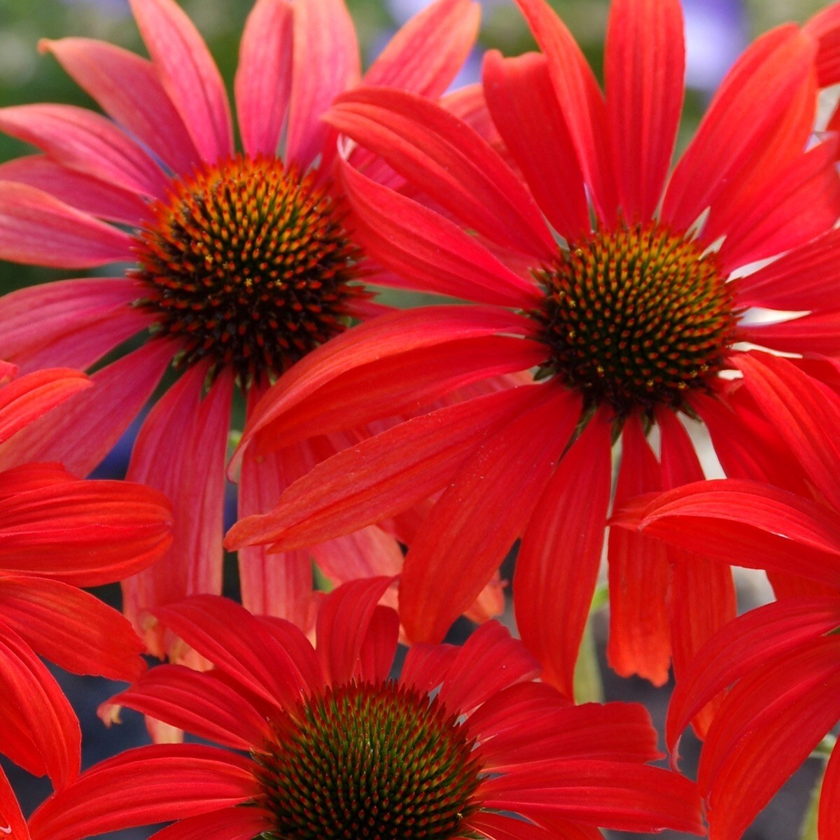 Echinacea Tomato Soup | Coneflower