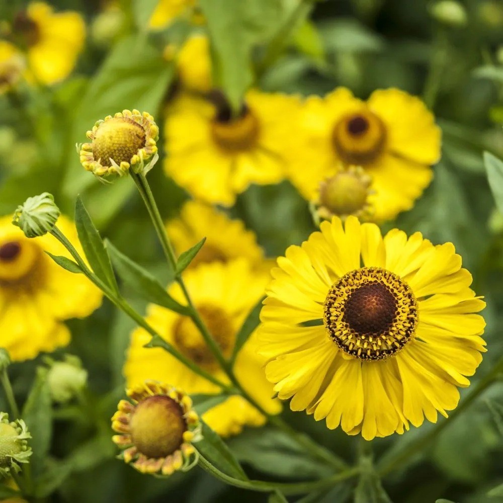 Helenium The Bishop | Sneezeweed
