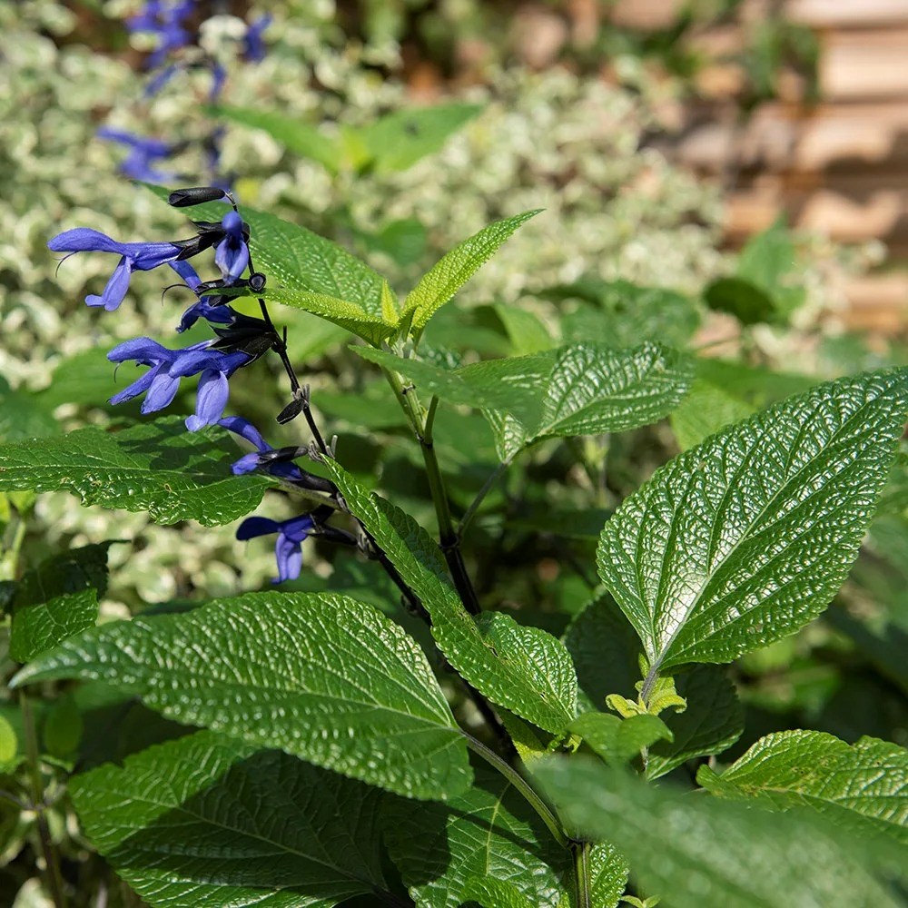 Salvia Guaranitica Black And Blue | Sage