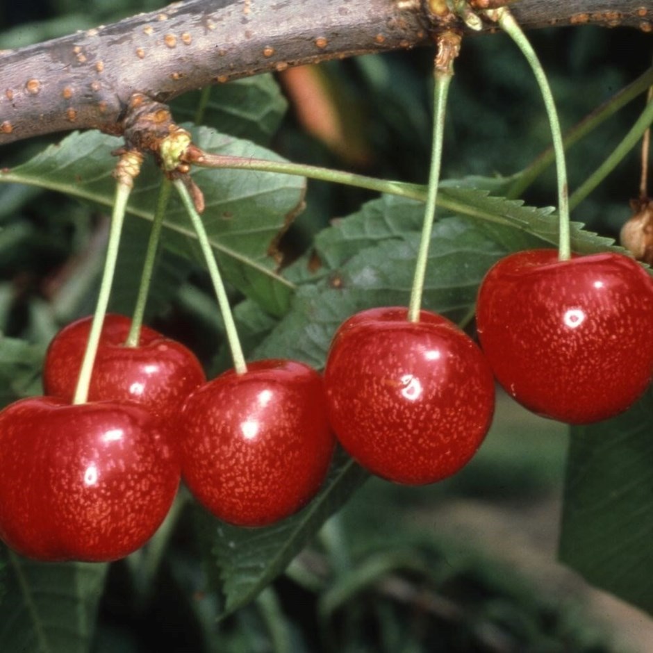 Cherry Morello | Cooking Cherry