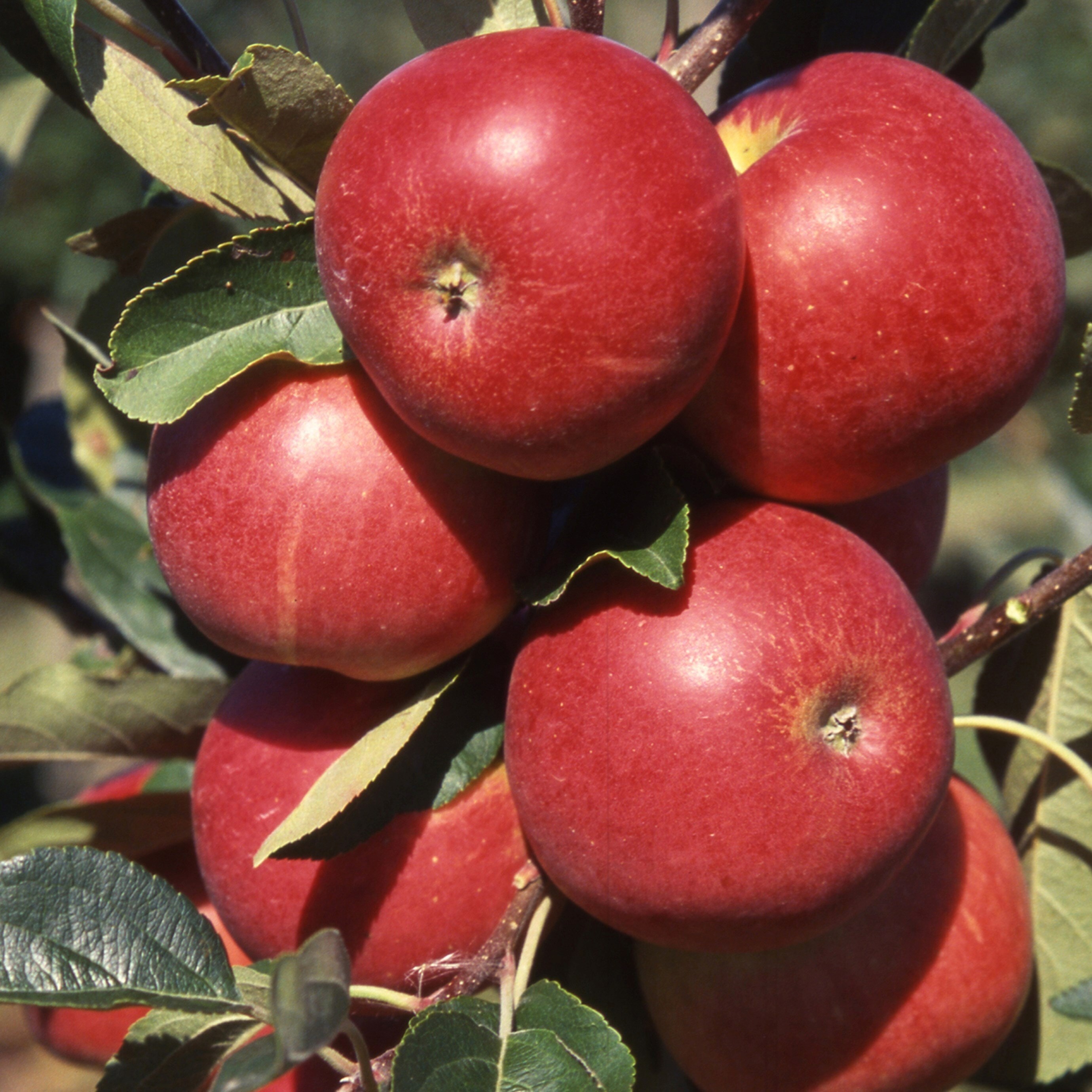 Apple Scrumptious | Eating / Dessert Aapple Self Fertile