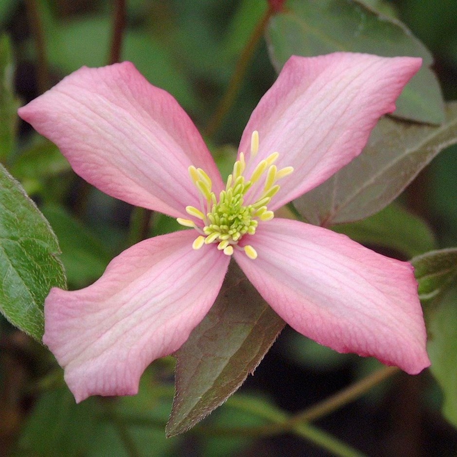 Clematis Warwickshire Rose | Clematis