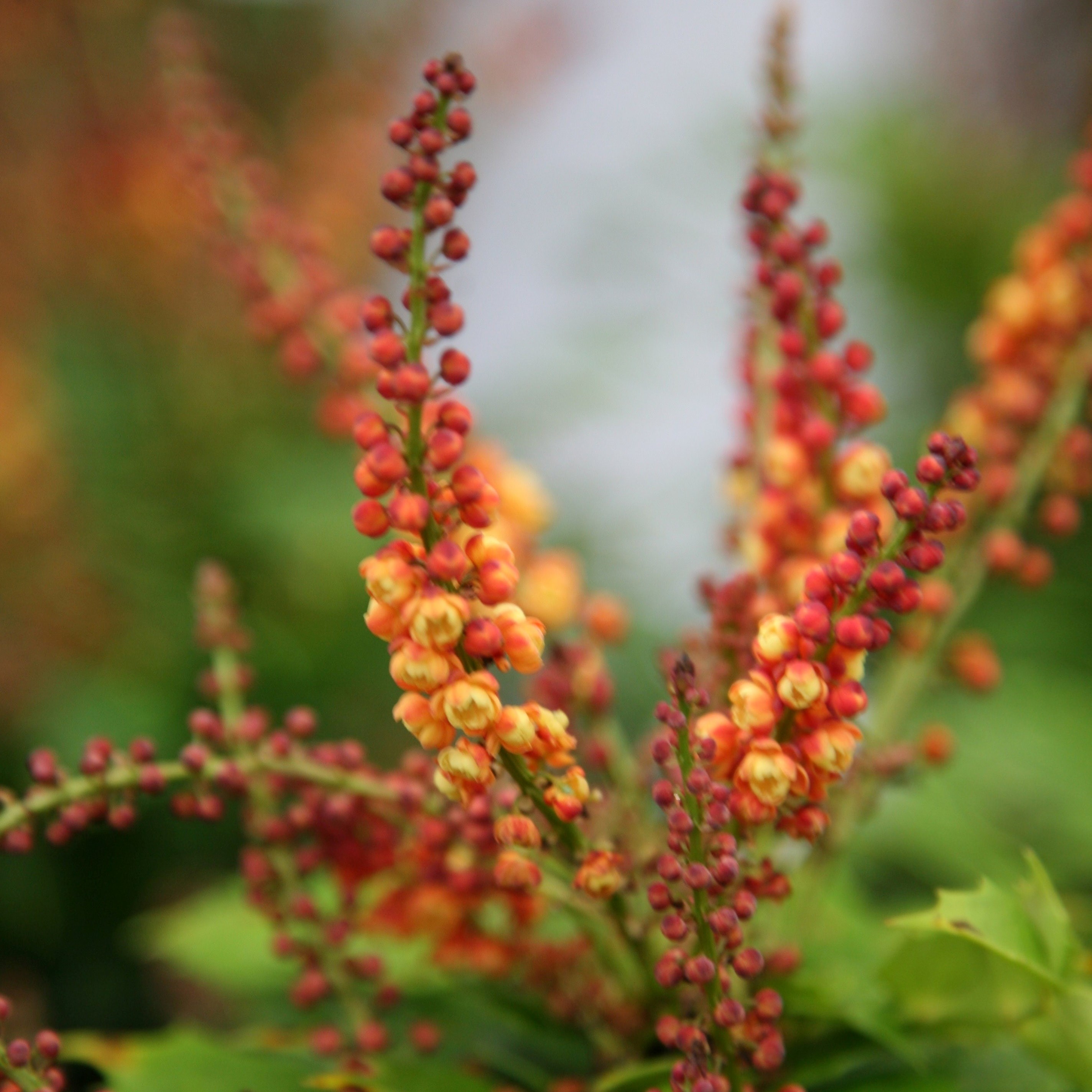 Mahonia Nitens Cabaret