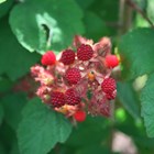 Wineberry | Japanese Wineberry