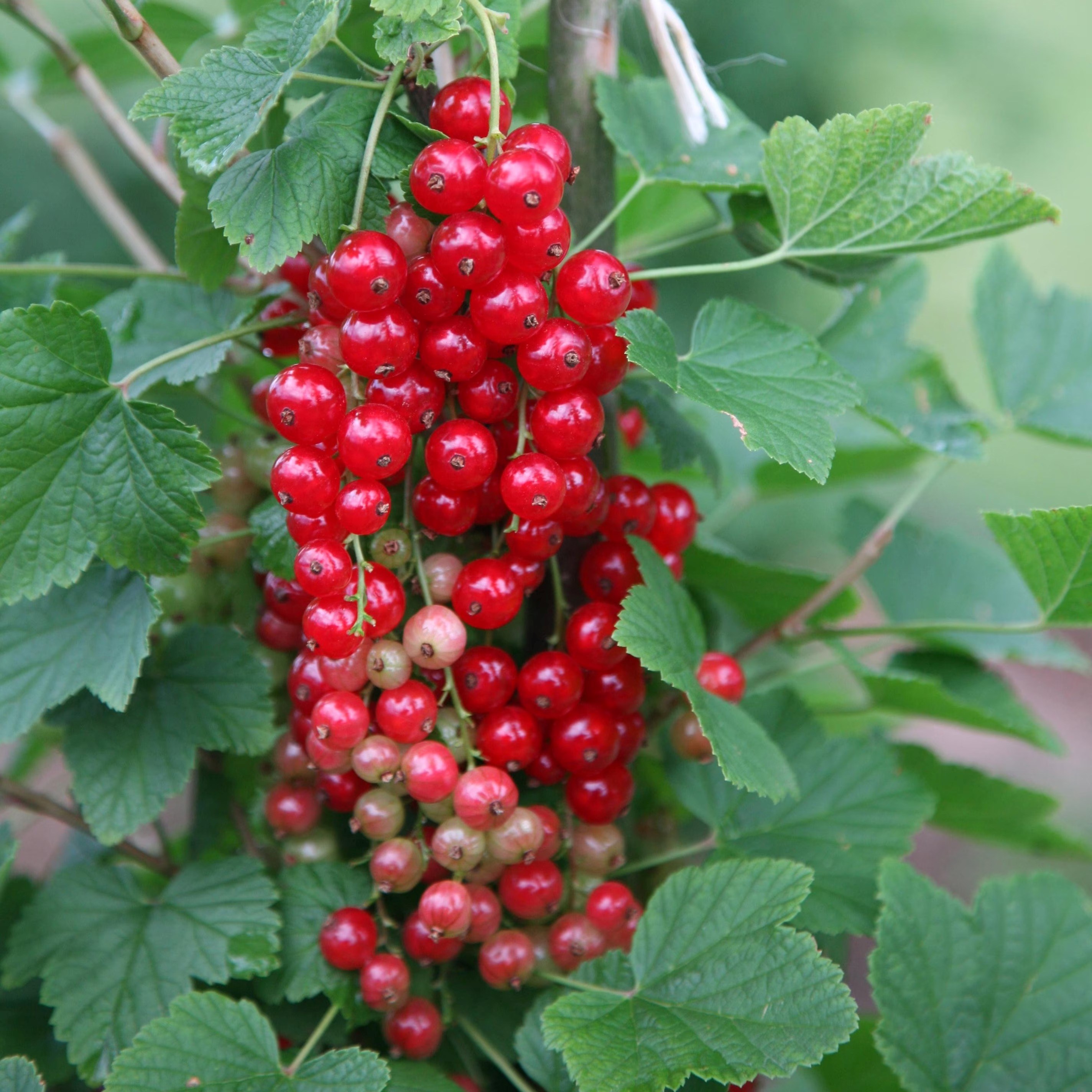 Redcurrant Jonkheer Van Tets