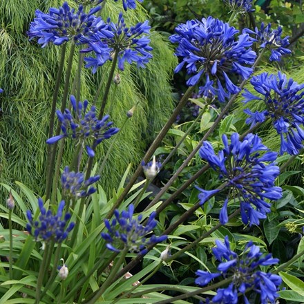Agapanthus 'Midnight Star' | African Lily (syn. Agapanthus Navy Blue) |