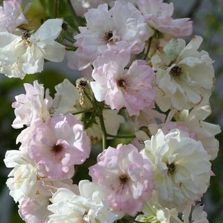 Rosa Phyllis Bide | Rambler Rose