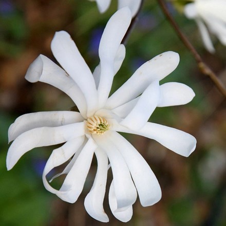 Magnolia stellata | Star Magnolia |