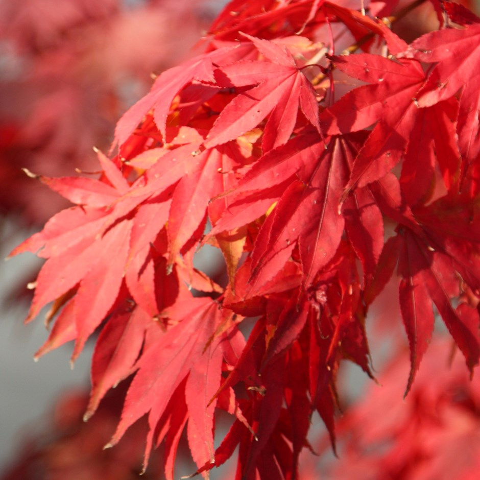 Acer Palmatum | Japanese Maple