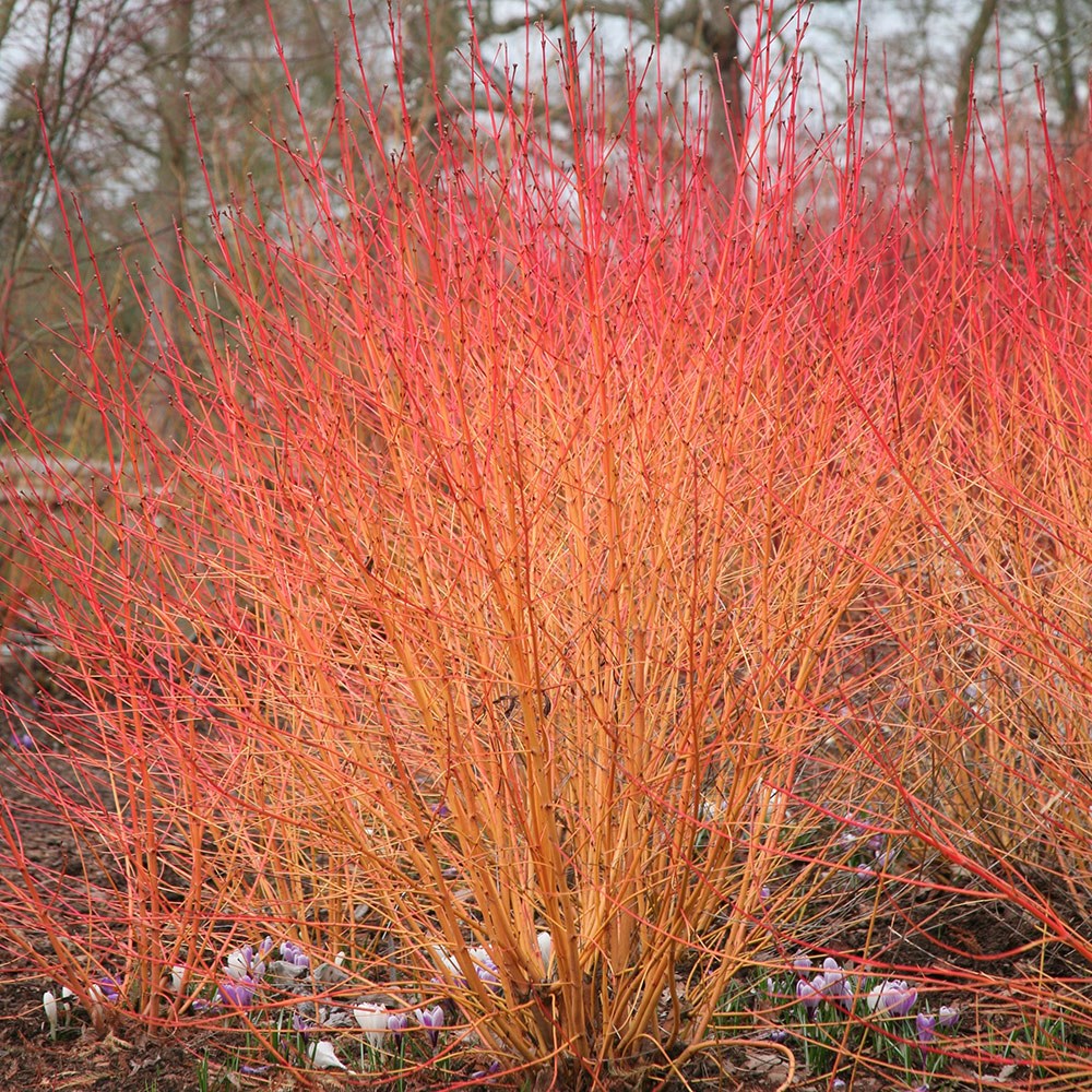 Cornus Sanguinea Midwinter Fire | Dogwood