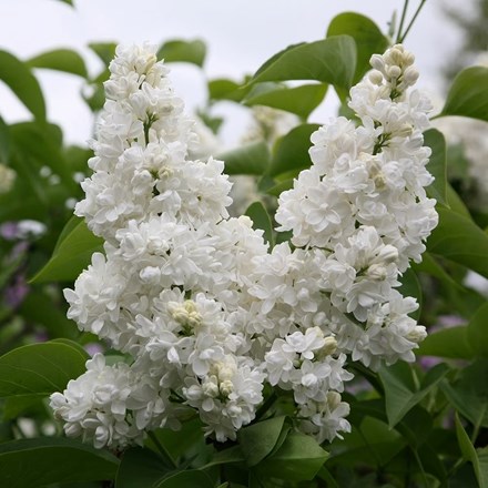 Syringa vulgaris 'Madame Lemoine' | Common Lilac |