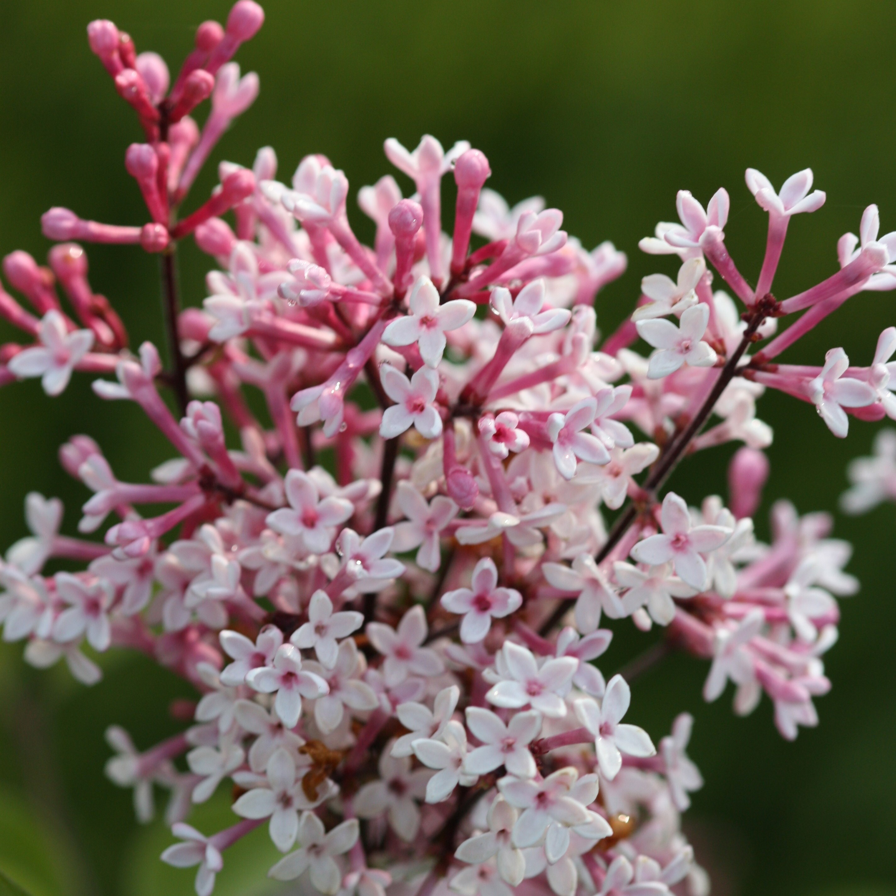 Syringa Pubescens Subsp. Microphylla Superba | Lilac Superba