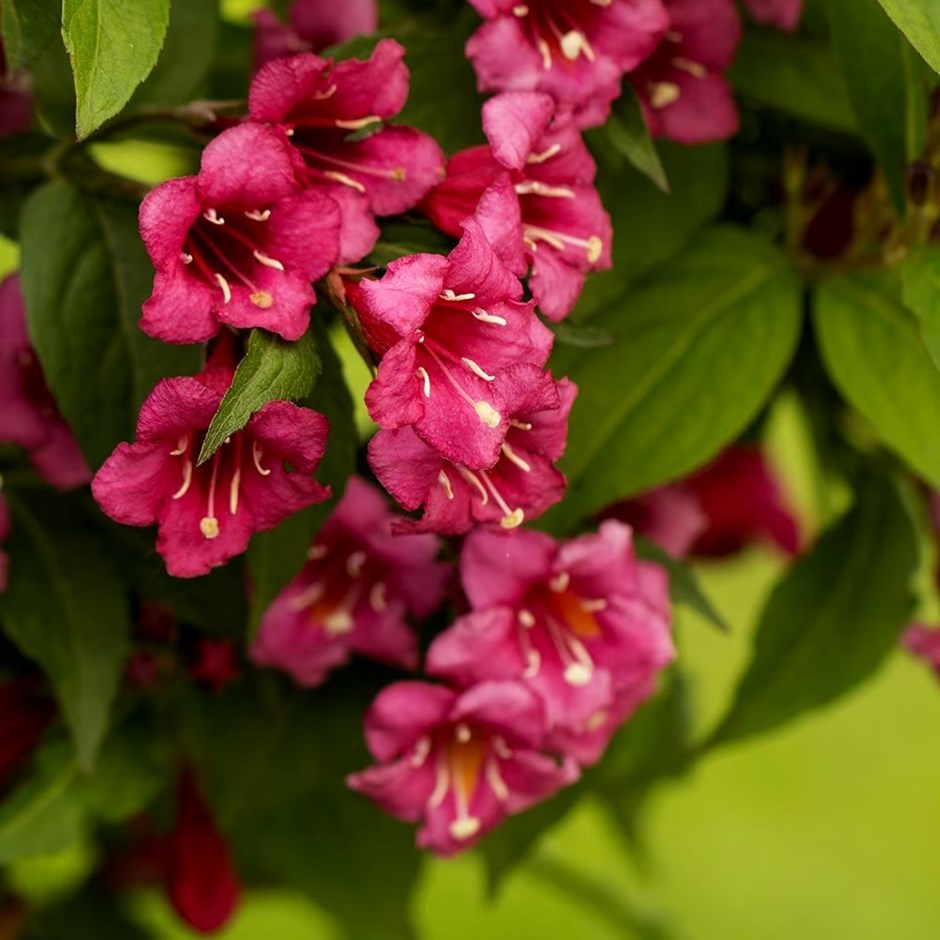Weigela Bristol Ruby | Weigela or Weigelia | 12L Pot
