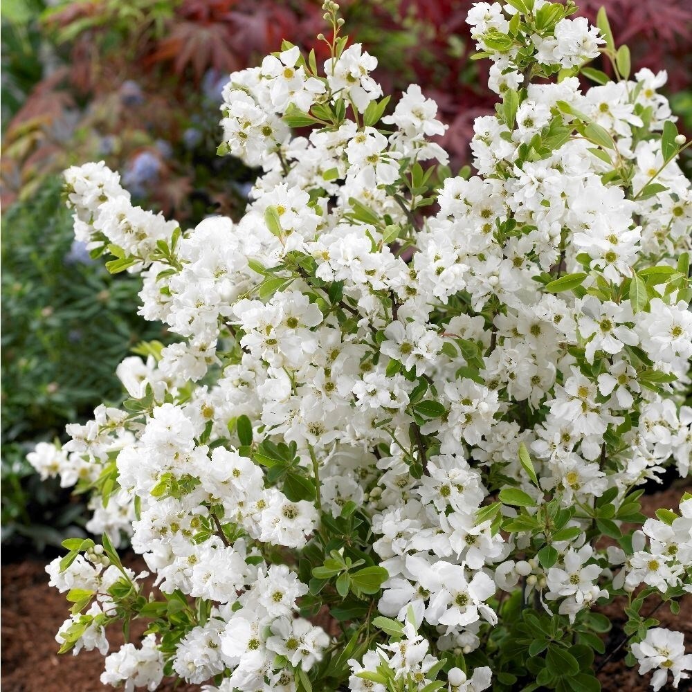 Exochorda × Macrantha Niagara | Pearl Bush