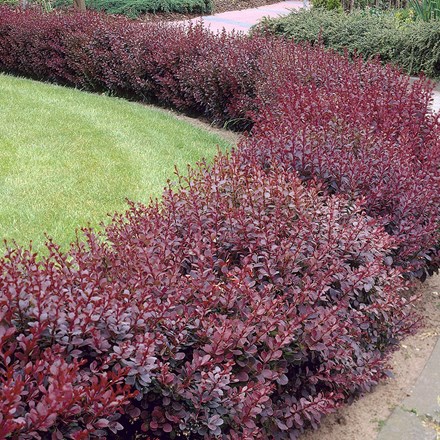 Berberis thunbergii f. atropurpurea | Purple Japanese Barberry |