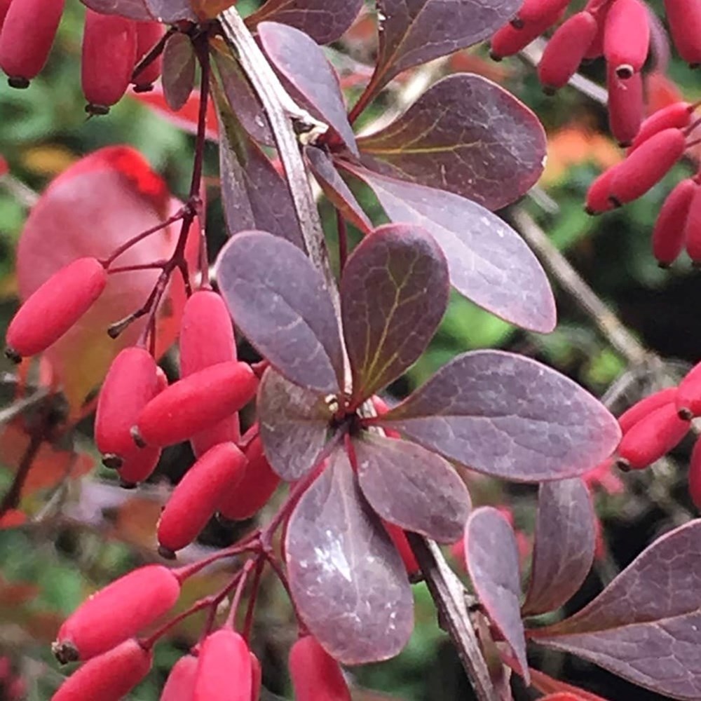 Berberis thunbergii atropurpurea | Purple Barberry Hedging