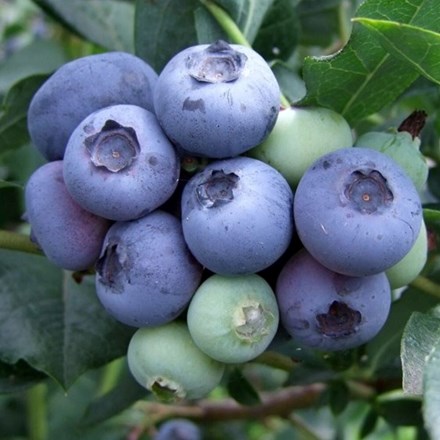 Blueberry Duke | Early-Season Fruiting