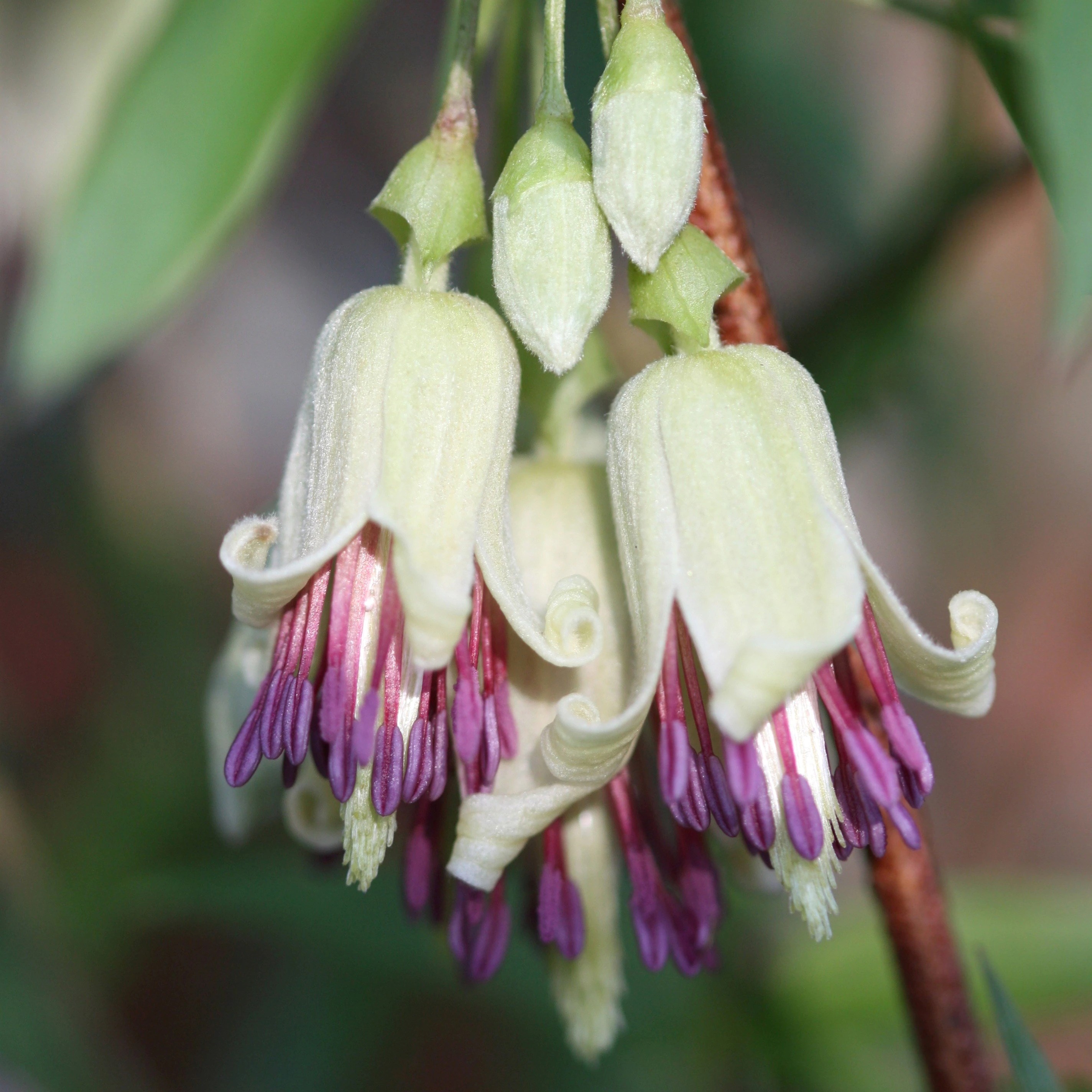 Clematis Napaulensis