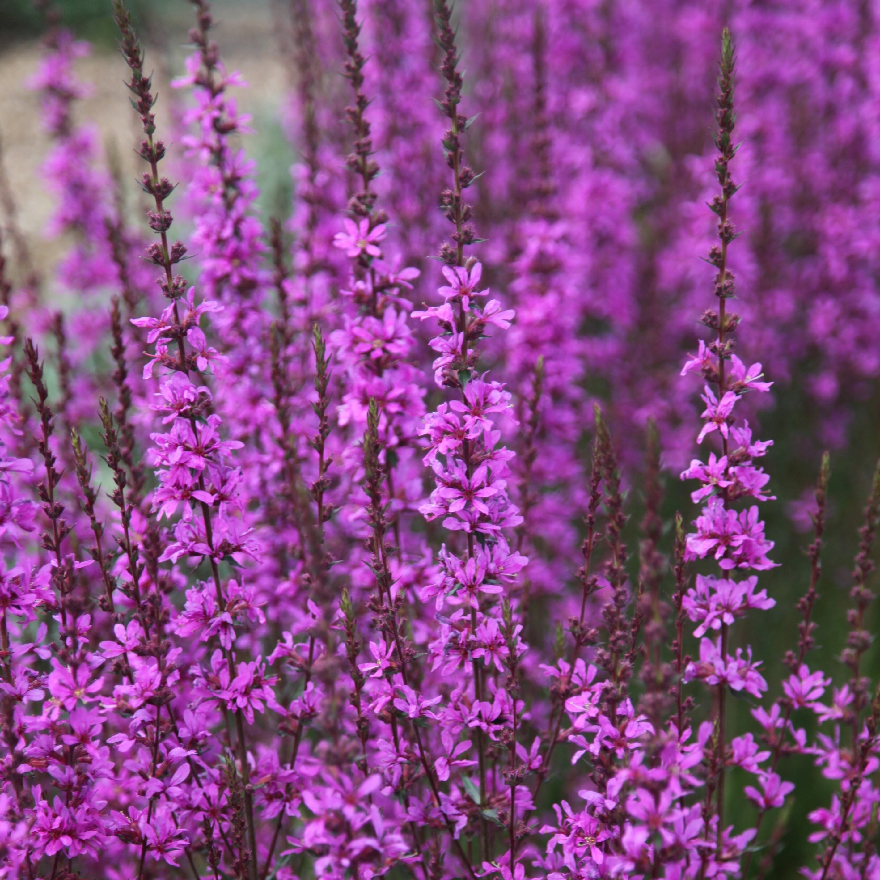 Lythrum Virgatum Dropmore Purple | Loosestrife