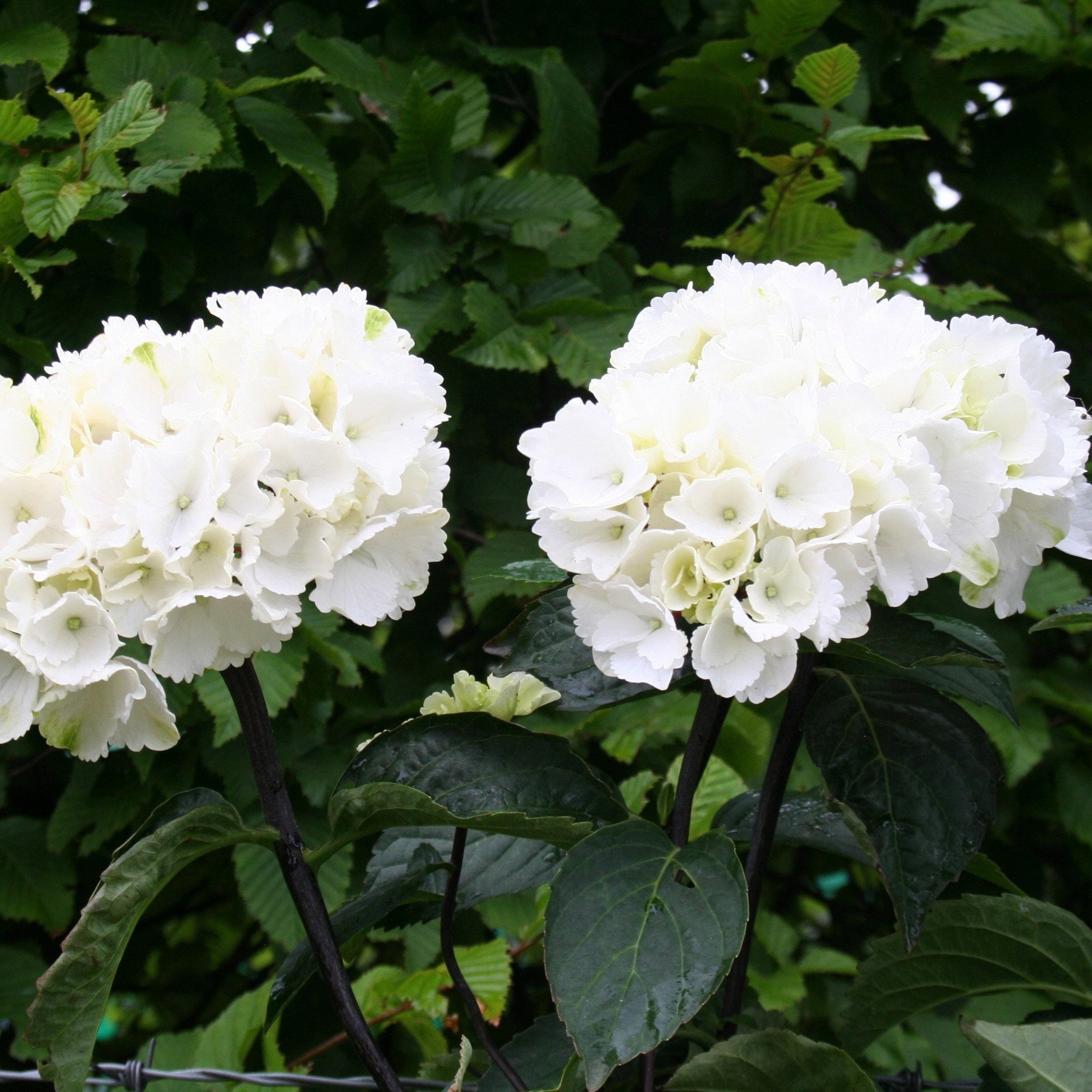 Hydrangea Macrophylla Zebra