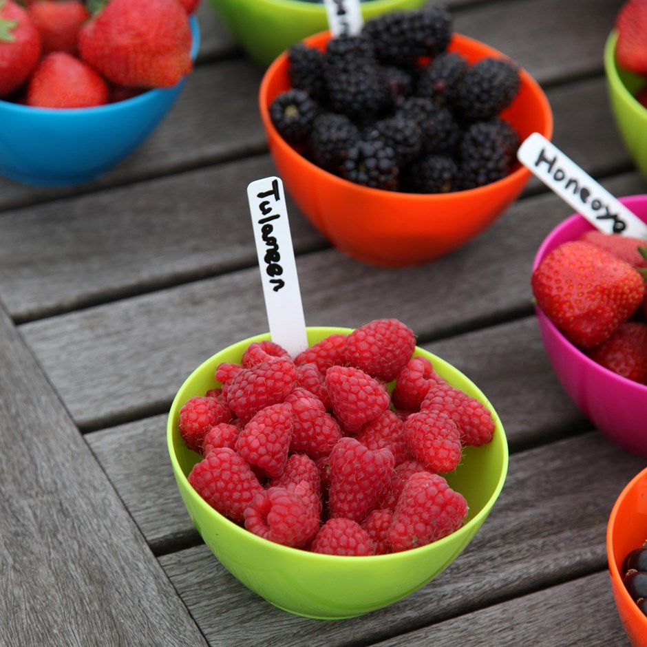 Raspberry Tulameen | Summer Fruiting