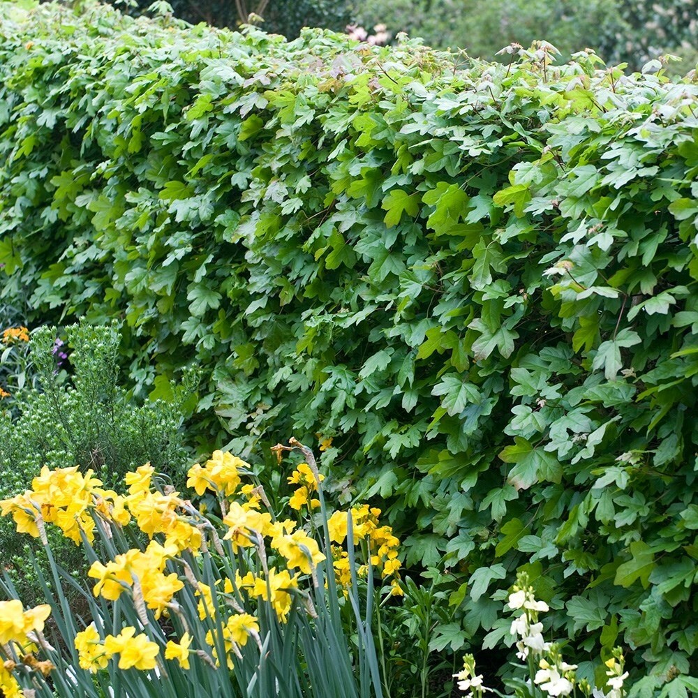 Acer Campestre | Field Maple Hedging