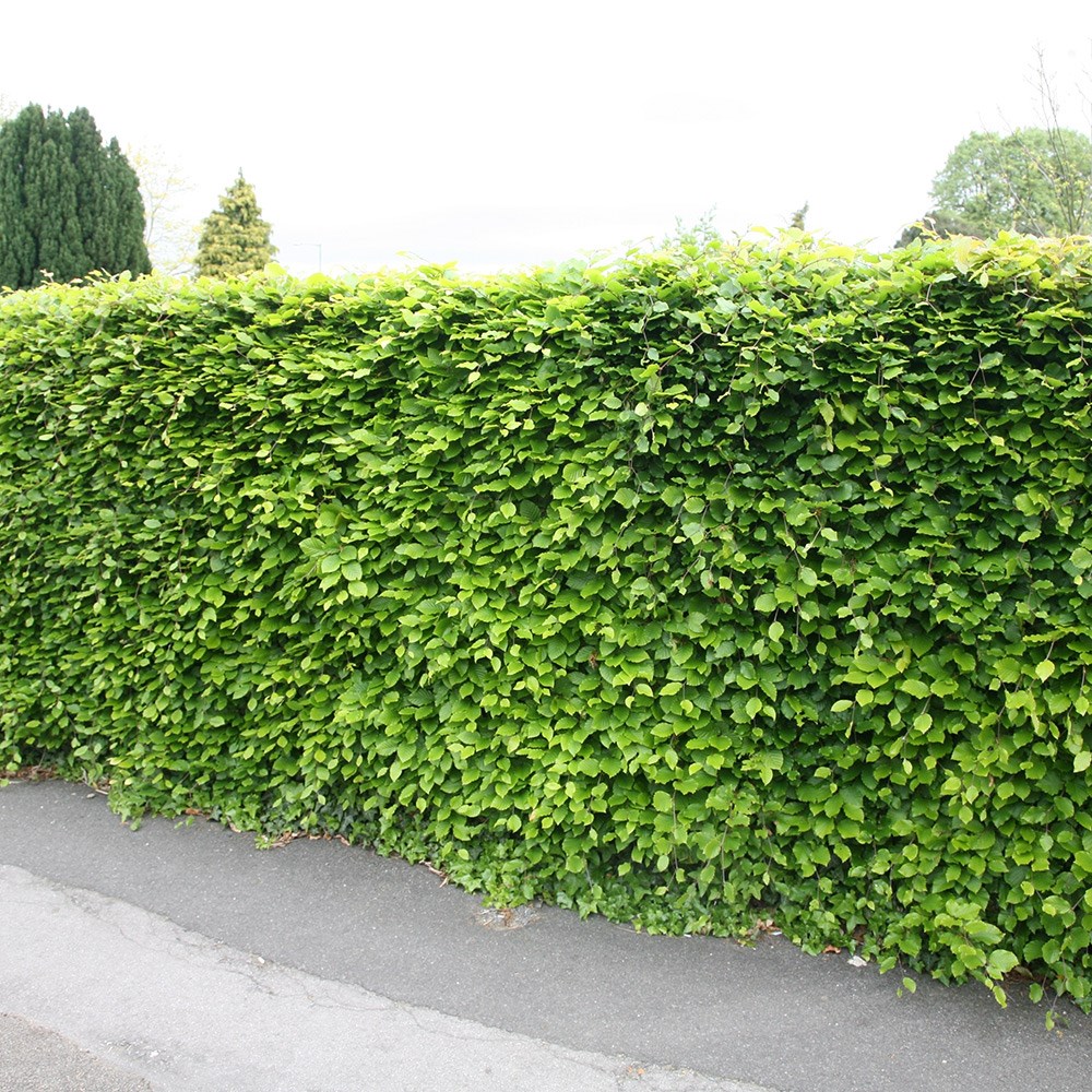 Fagus Sylvatica | Common Beech Hedging