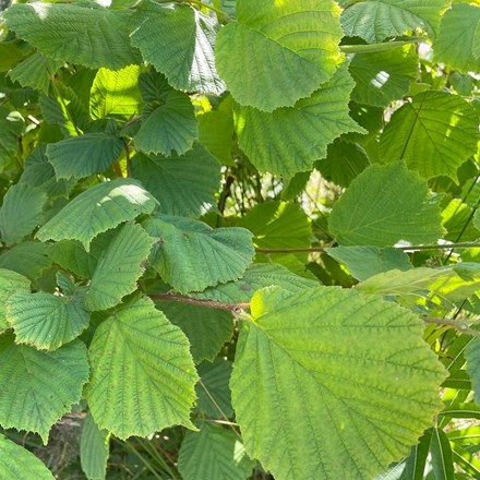 Corylus avellana | Hazel Hedging