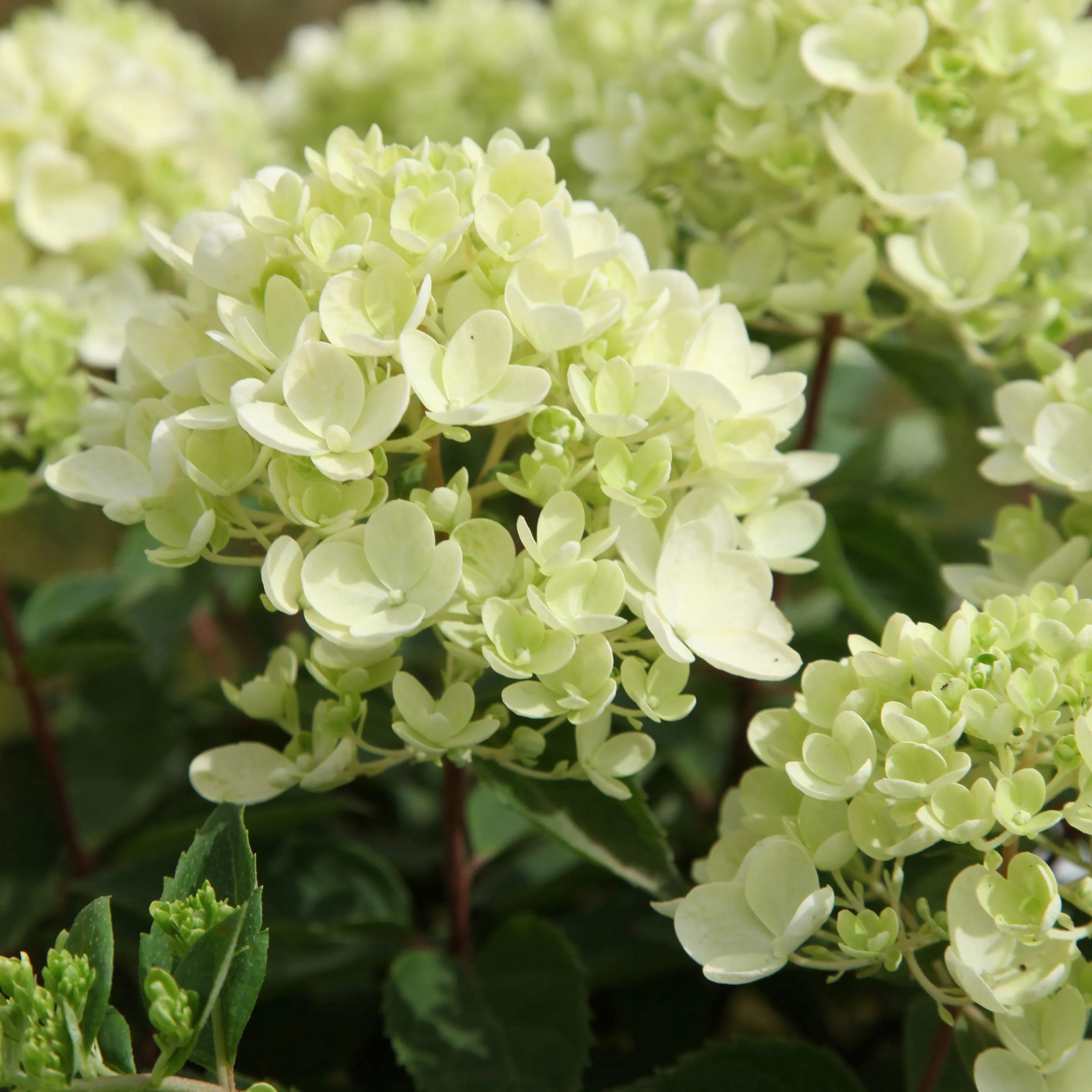 Hydrangea Paniculata Bombshell