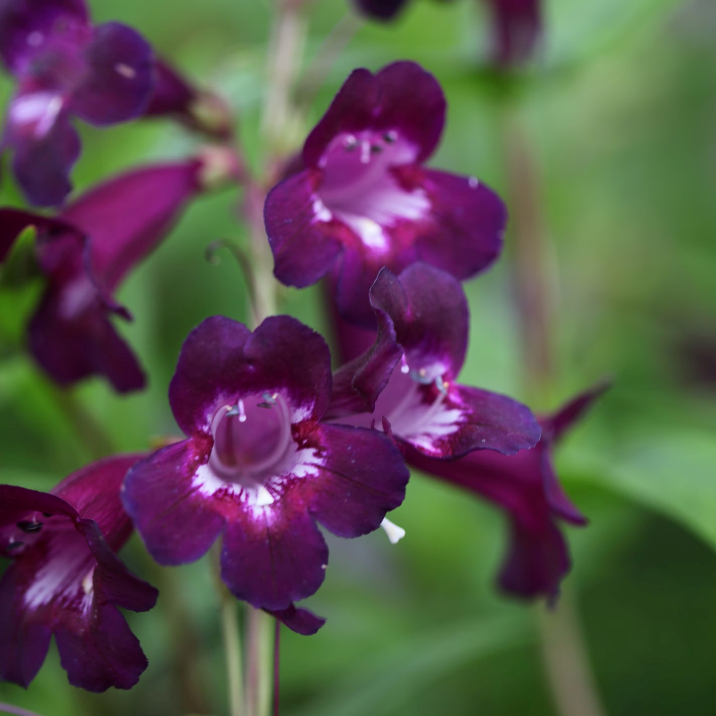Penstemon Pensham Plum Jerkum | Beard Tongue