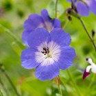 Geranium Rozanne | Cranesbill