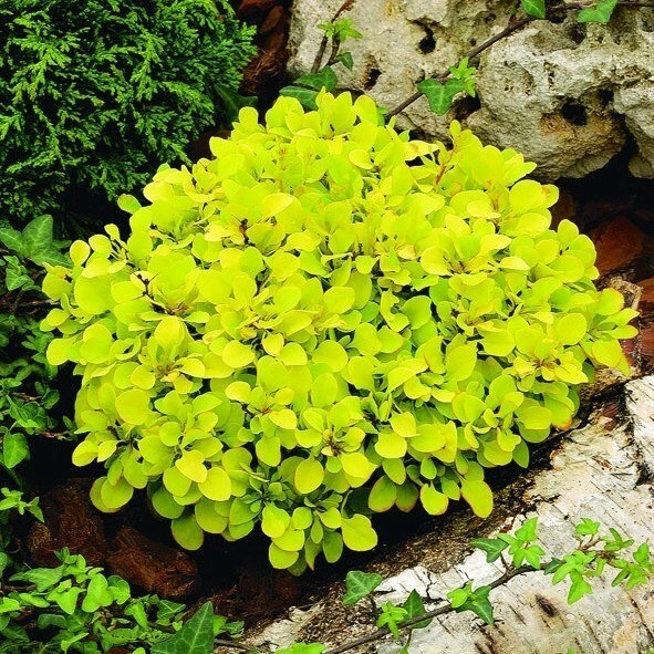 Berberis thunbergii Tiny Gold (PBR) | Golden Barberry | 2L Pot