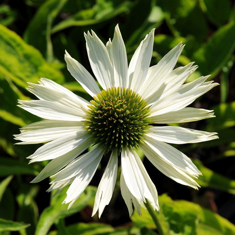 Echinacea Purpurea Virgin | Coneflower