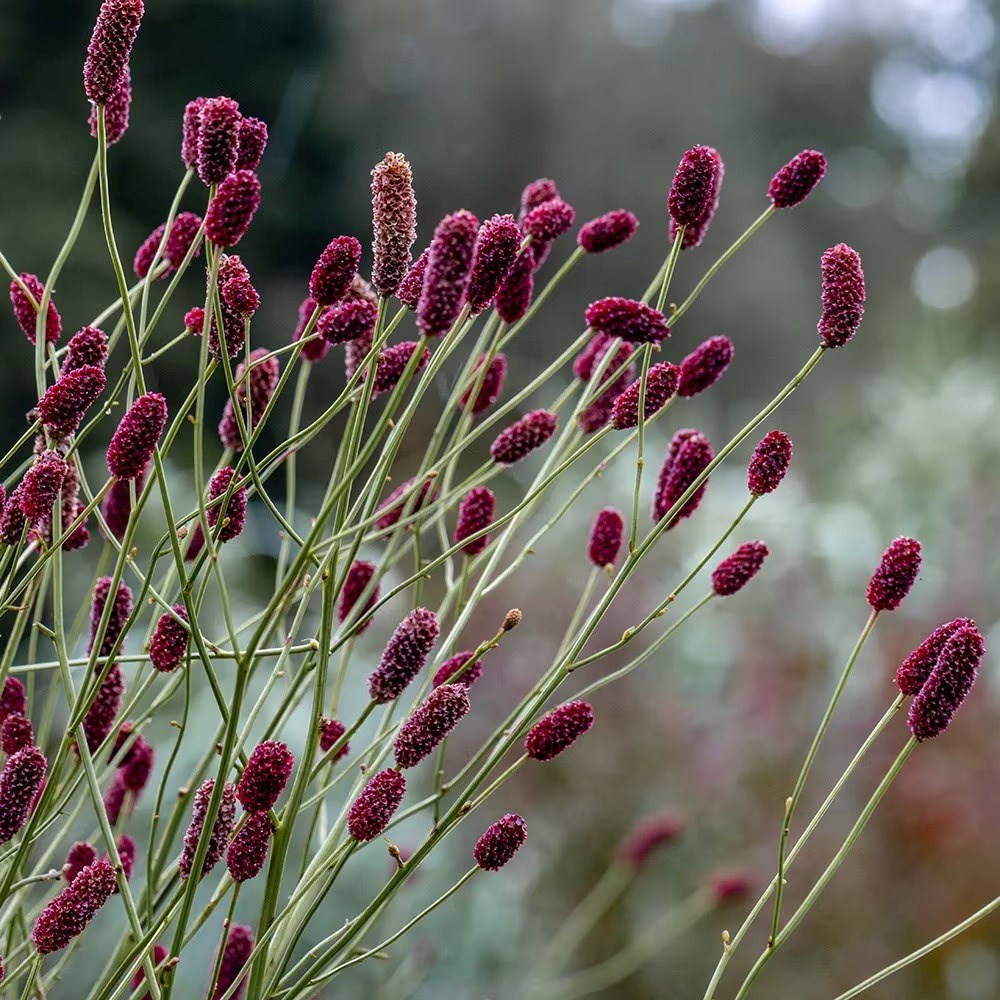 Sanguisorba Cangshan Cranberry | Burnet