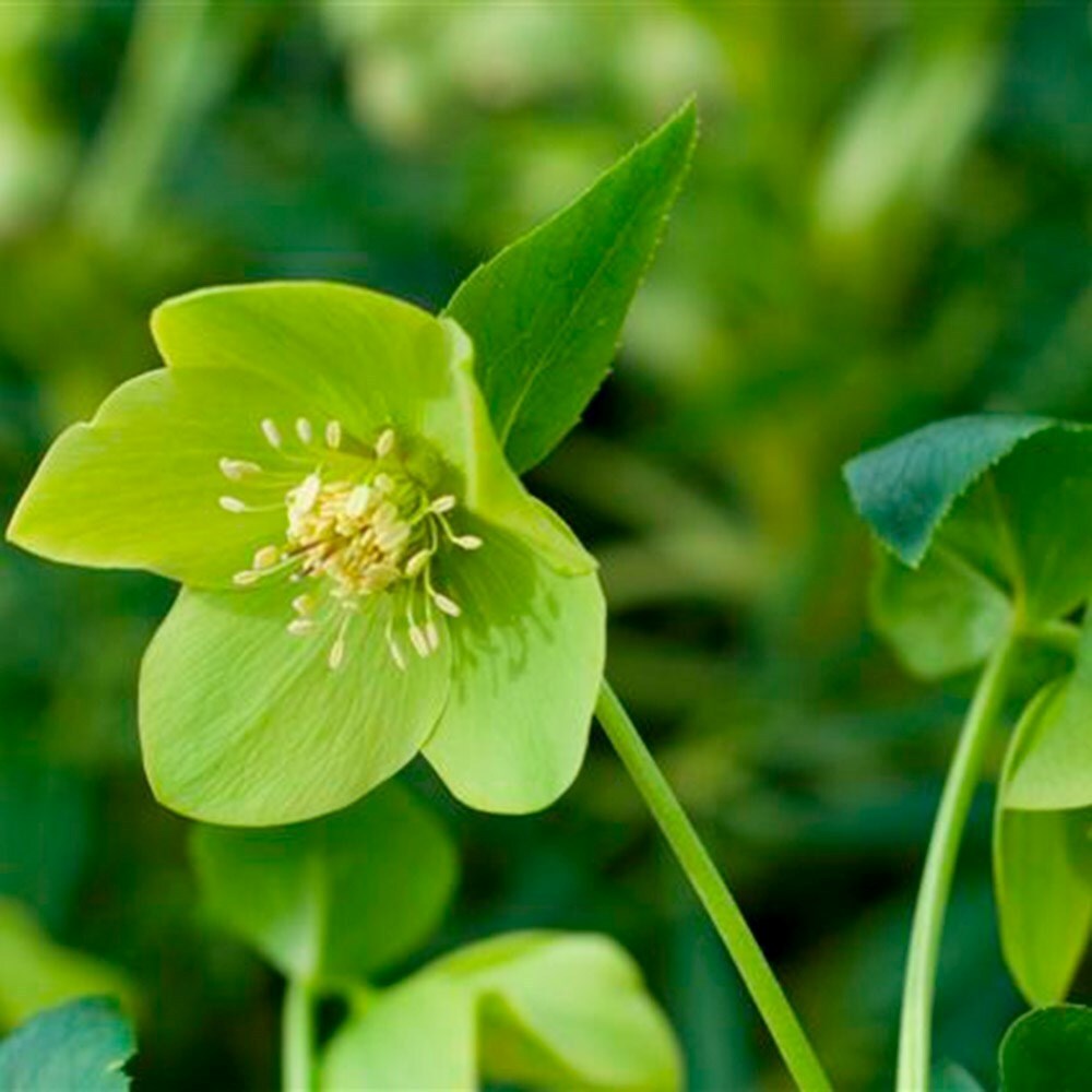 Helleborus Harvington Lime | Lenten Rose Or Hellebore