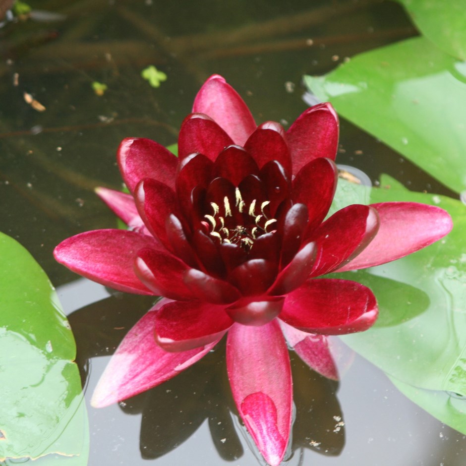 Nymphaea Almost Black | Water Lily