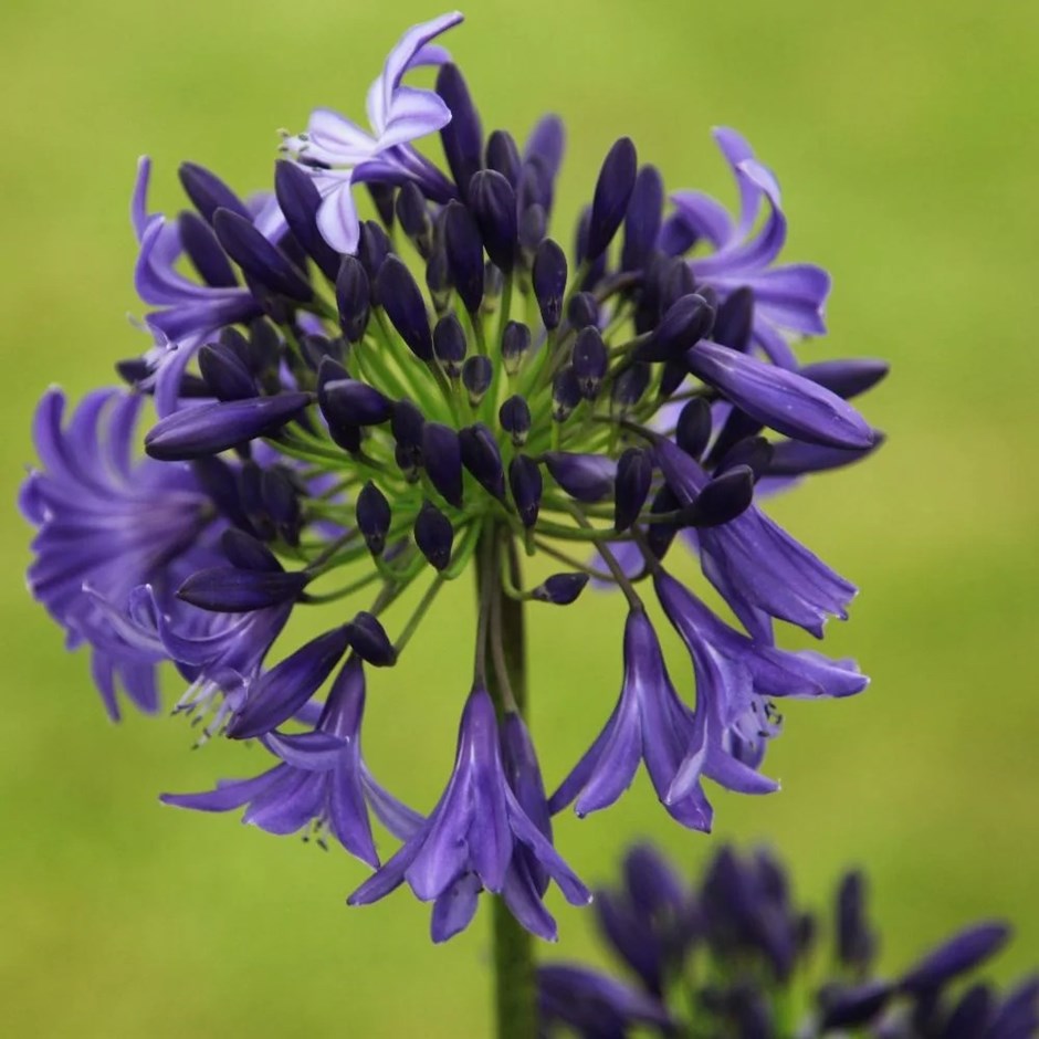 Agapanthus Northern Star | African Lily