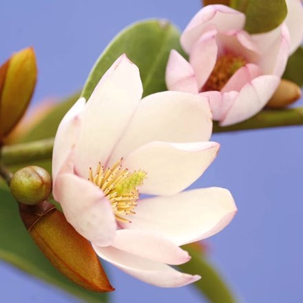 Magnolia 'Fairy Magnolia Blush' ('Micjur01') (PBR) | Magnolia |