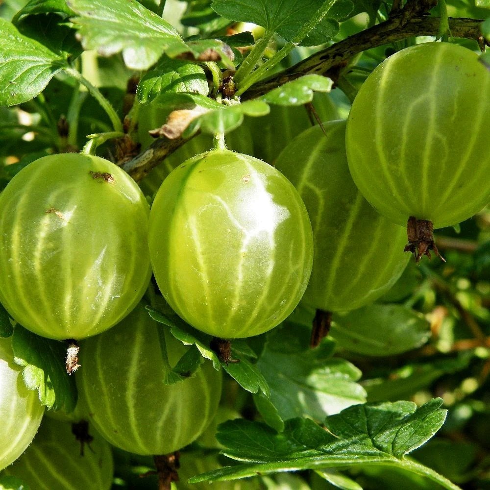 Gooseberry Hinnonmaki Yellow