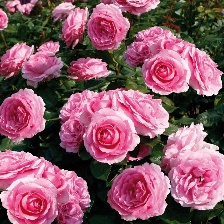 Rosa Mum In A Million | Hybrid Tea Bush Rose