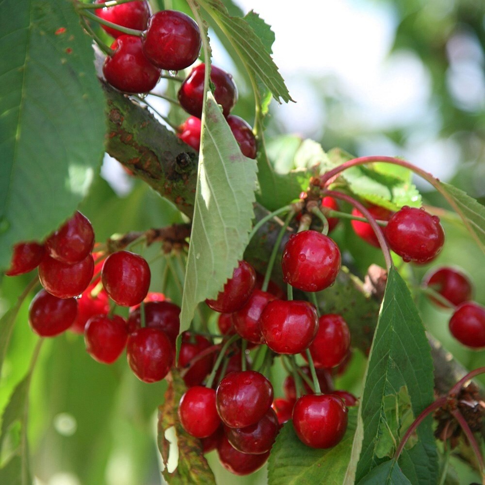 Cherry Stella | Sweet Cherry