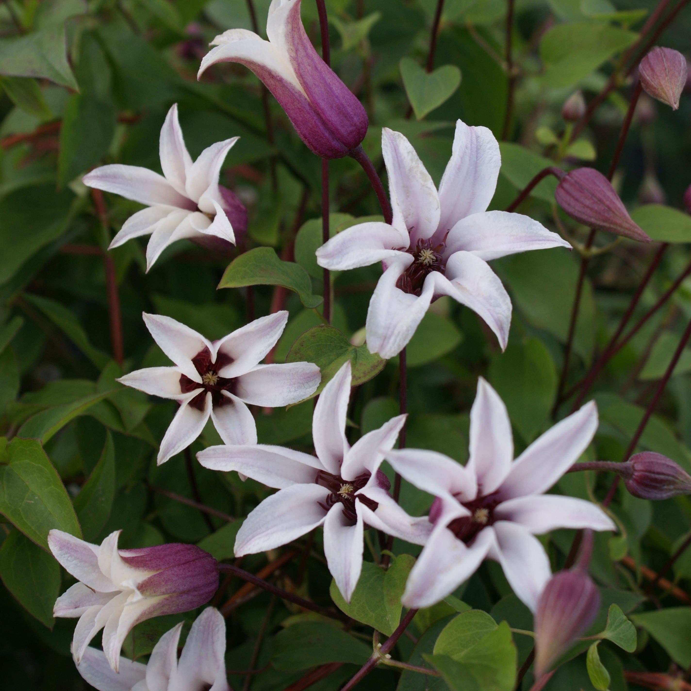 Clematis Princess Kate