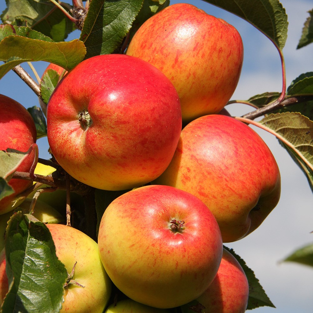 Apple Christmas Pippin | Dual Purpose Eating / Cooking
