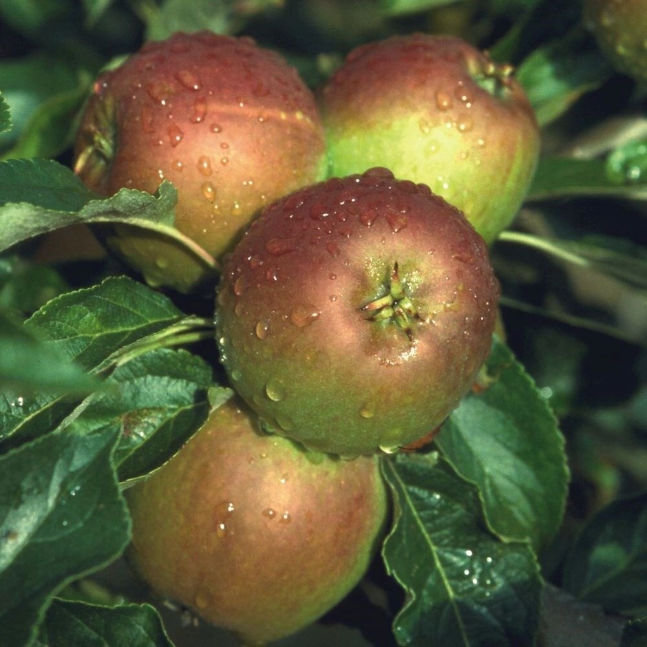 Apple Cox's Orange Pippin (Self Fertile) | Eating / Dessert Apple
