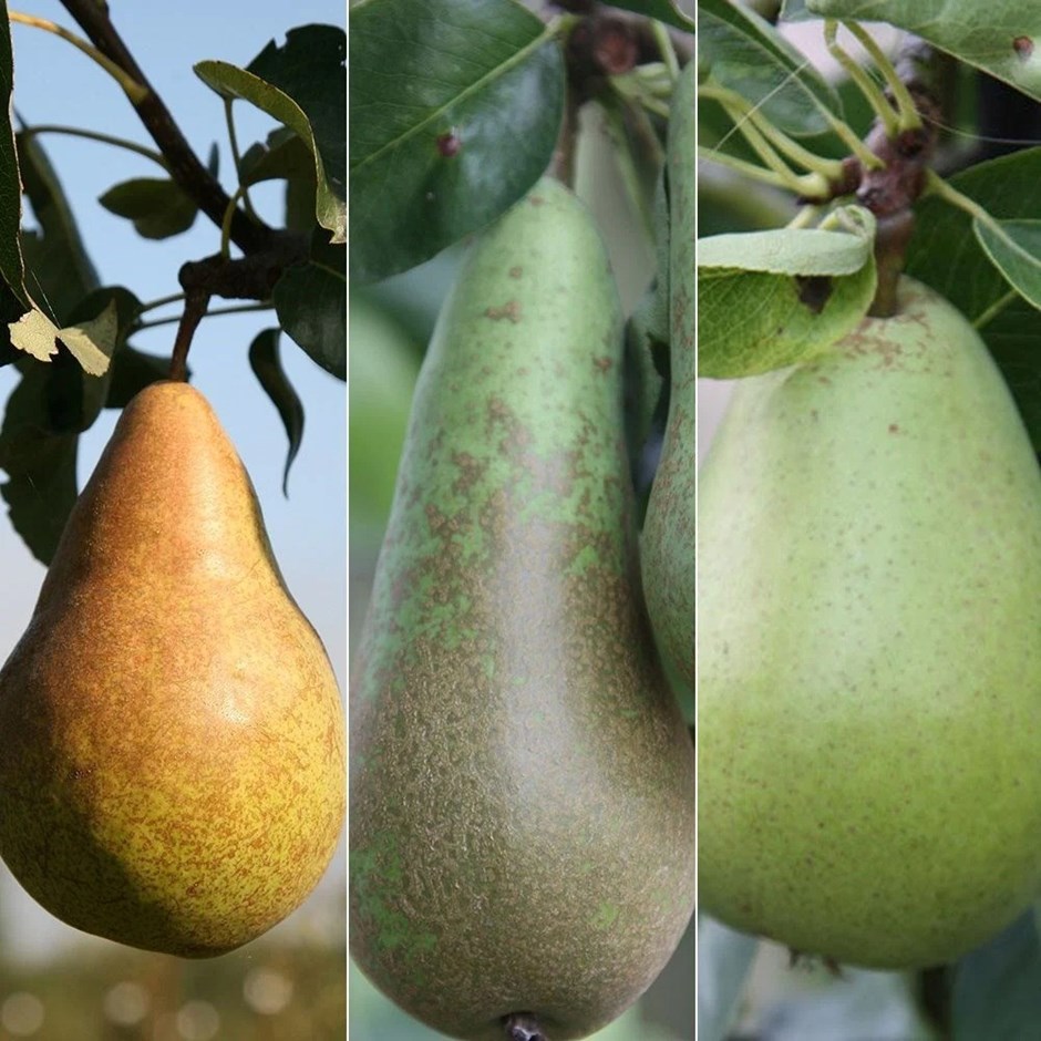 Pear Doyenne Du Comice / Conference / Concorde | Family Pear