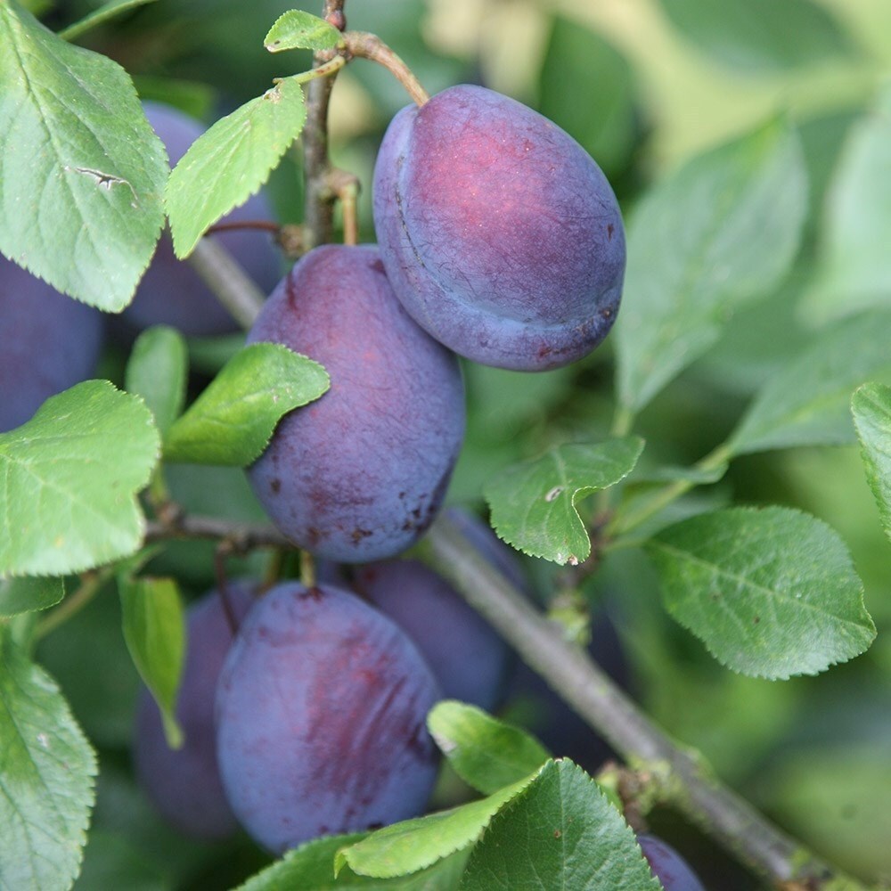 Plum Czar
