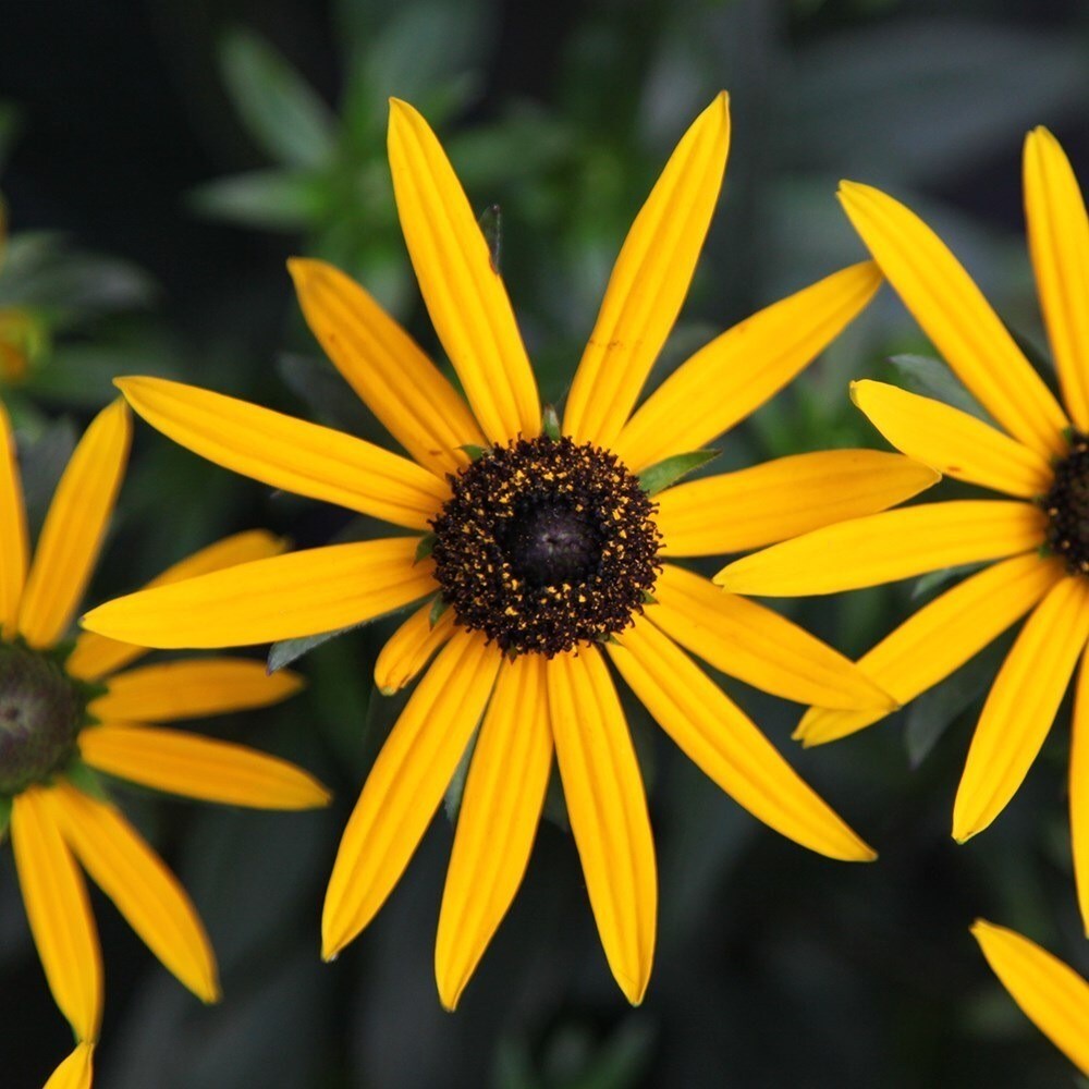 Rudbeckia Fulgida Little Goldstar | Black-Eyed Susan
