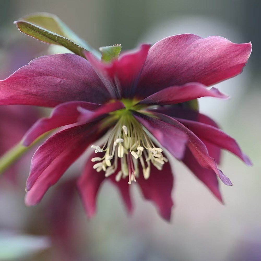 Helleborus Harvington Double Chocolate | Lenten Rose Or Hellebore