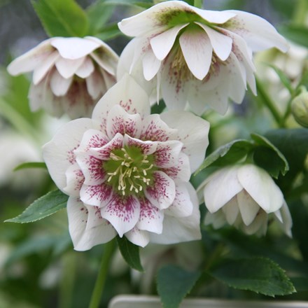 Helleborus Harvington Double White Speckled | Lenten Rose Or Hellebore